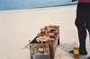 08-Barbecue sur ban de sable_mini.jpg